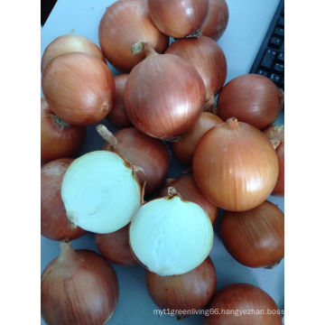 2016 Healthy & Organic Yellow Onion